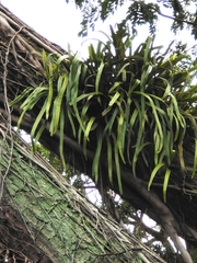 Pyrrosia longifolia