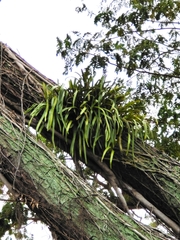 Pyrrosia longifolia