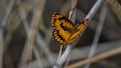Byblia anvatara acheloia