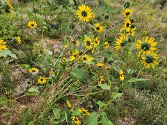 Helianthus petiolaris