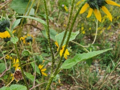 Helianthus petiolaris