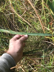 Cerodontha thompsoni