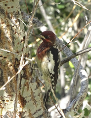 Sphyrapicus ruber × nuchalis