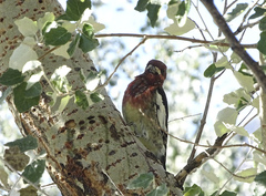 Sphyrapicus ruber × nuchalis