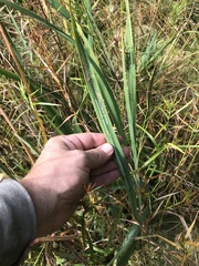 Cerodontha thompsoni