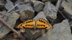 Byblia anvatara acheloia