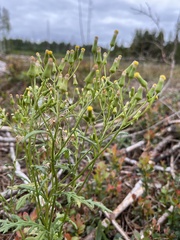 Senecio sylvaticus