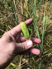 Cerodontha thompsoni