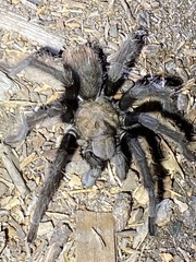 Aphonopelma eutylenum