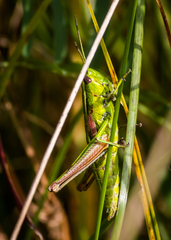 Euthystira brachyptera