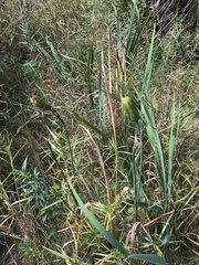 Cerodontha thompsoni