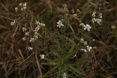 Achillea ptarmica