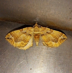 Pelurga comitata