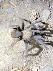 Aphonopelma eutylenum