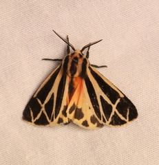 Apantesis phalerata