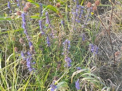 Hyssopus officinalis