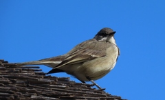 Motacilla capensis capensis