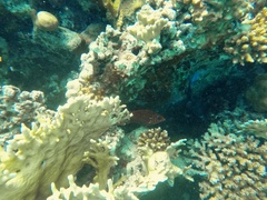 Sargocentron caudimaculatum