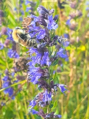 Hyssopus officinalis