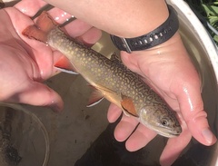 Salvelinus fontinalis