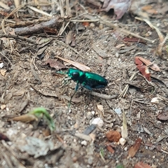 Cicindela sexguttata