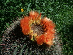 Ferocactus wislizeni