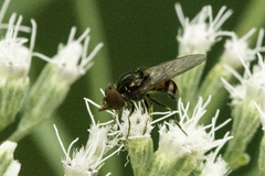 Rhingia nasica