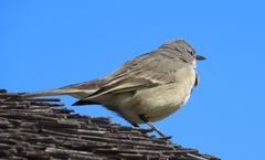 Motacilla capensis capensis
