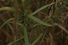 Achillea ptarmica
