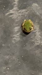 Hyla