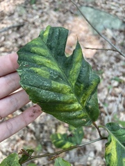 Litylenchus crenatae