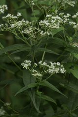 Eupatorium