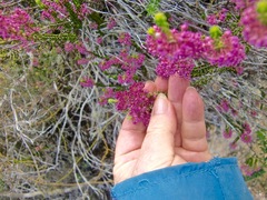 Erica curtophylla
