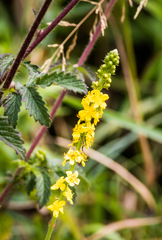 Agrimonia eupatoria