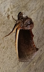 Gonodonta