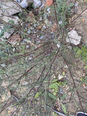 Artemisia campestris