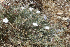 Convolvulus oleifolius