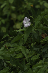 Calystegia sepium