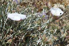 Convolvulus oleifolius
