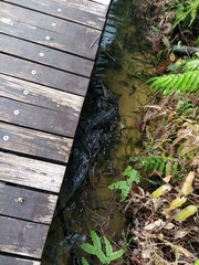 Varanus salvator macromaculatus