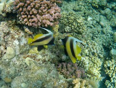 Heniochus intermedius