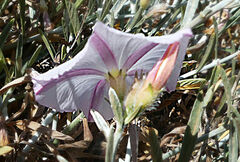 Convolvulus oleifolius