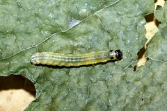 Anania hortulata