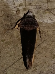 Gonodonta