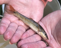 Rhinichthys cataractae