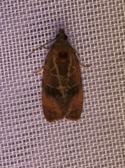 Evora hemidesma