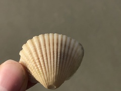 Anadara brasiliana