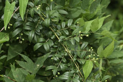 Ligustrum