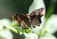 Odontoptilum angulata