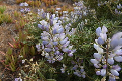 Lupinus variicolor